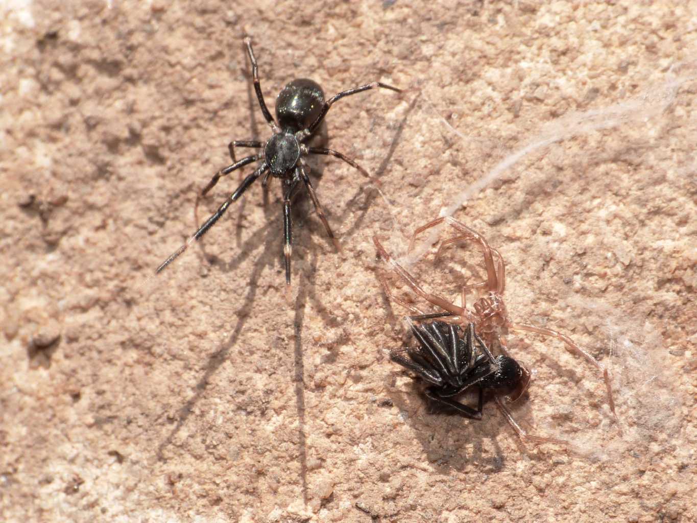 Liophrurillus flavitarsis - Tolfa (RM)